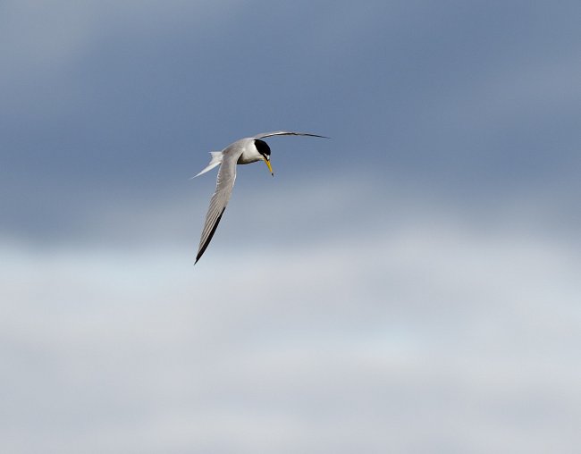 Little Tern