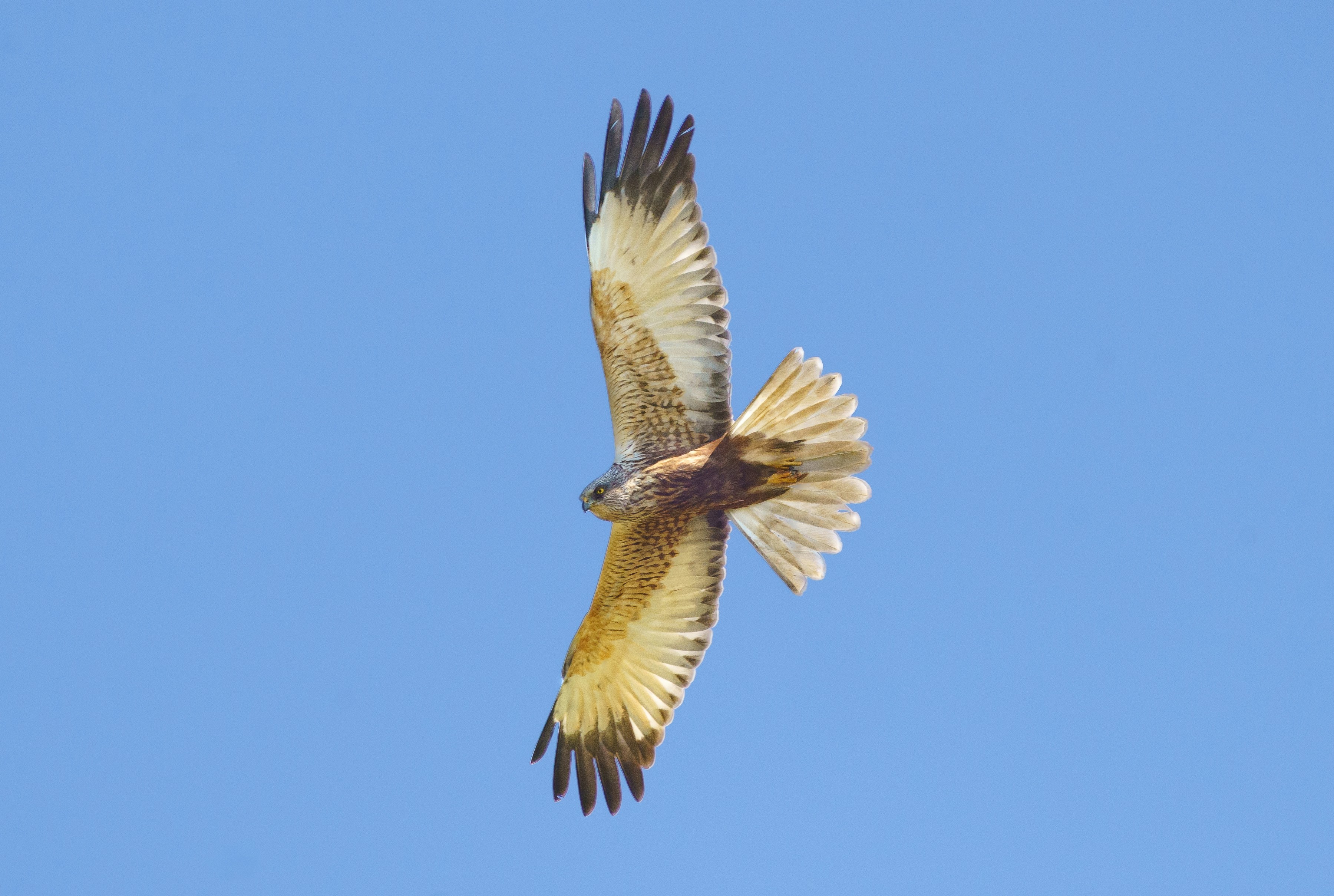 Marsh harrier in flight.