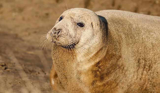 Grey seal basking in the sun, covered in sand on the beach.