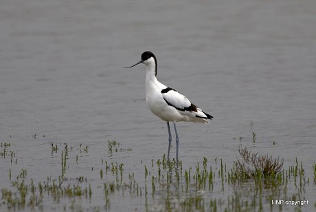 Avocet wading in waters.