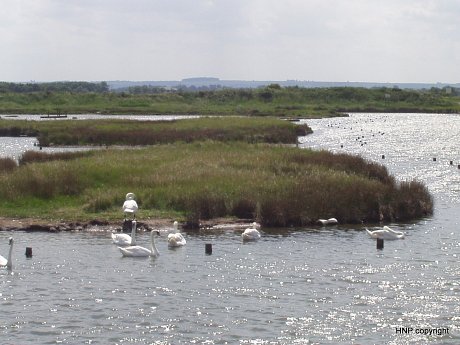 Coastal lagoon, occupied by swans and other birds.