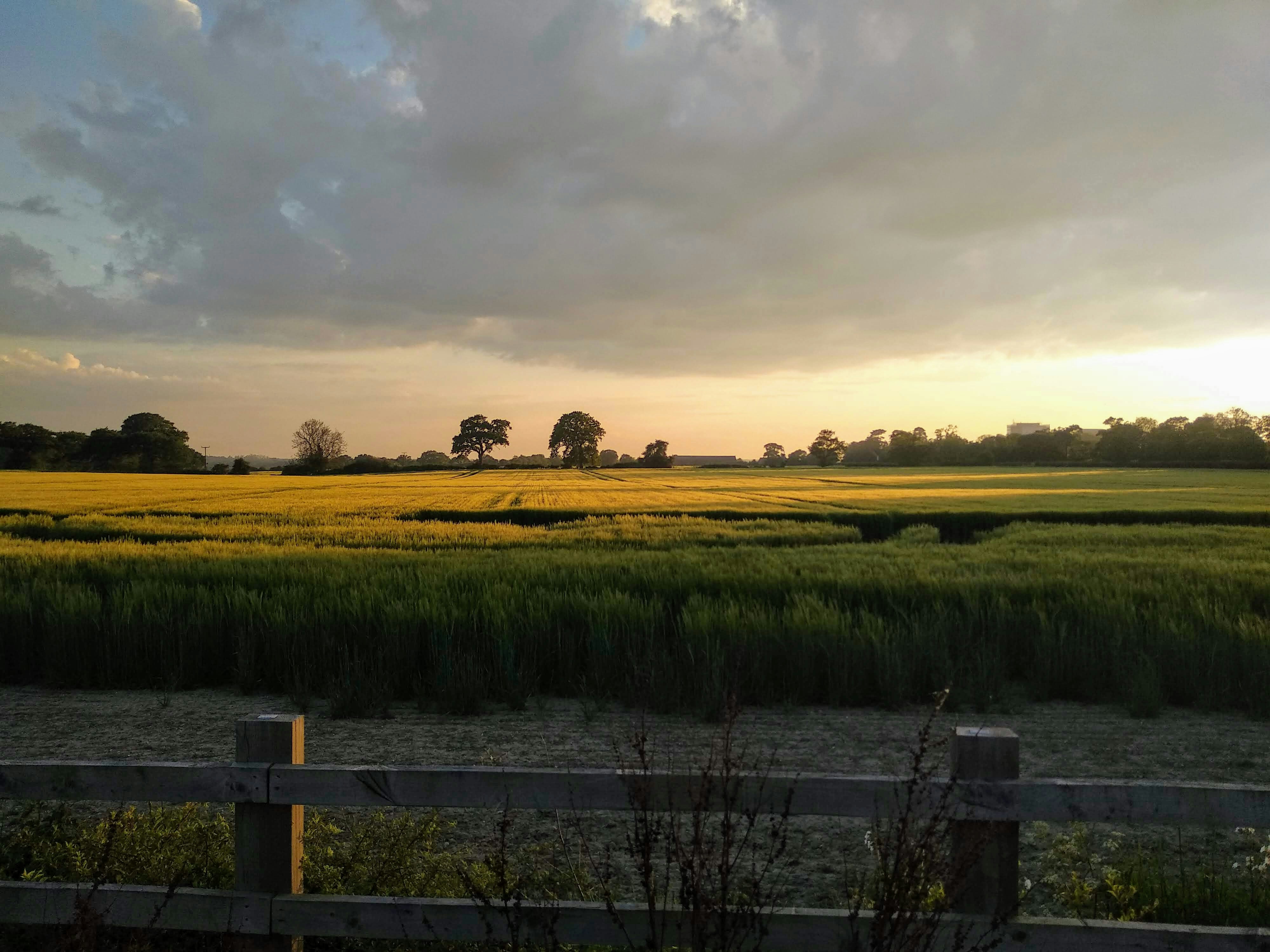 A farmers field, behind a fence at sundown with trees in the background.