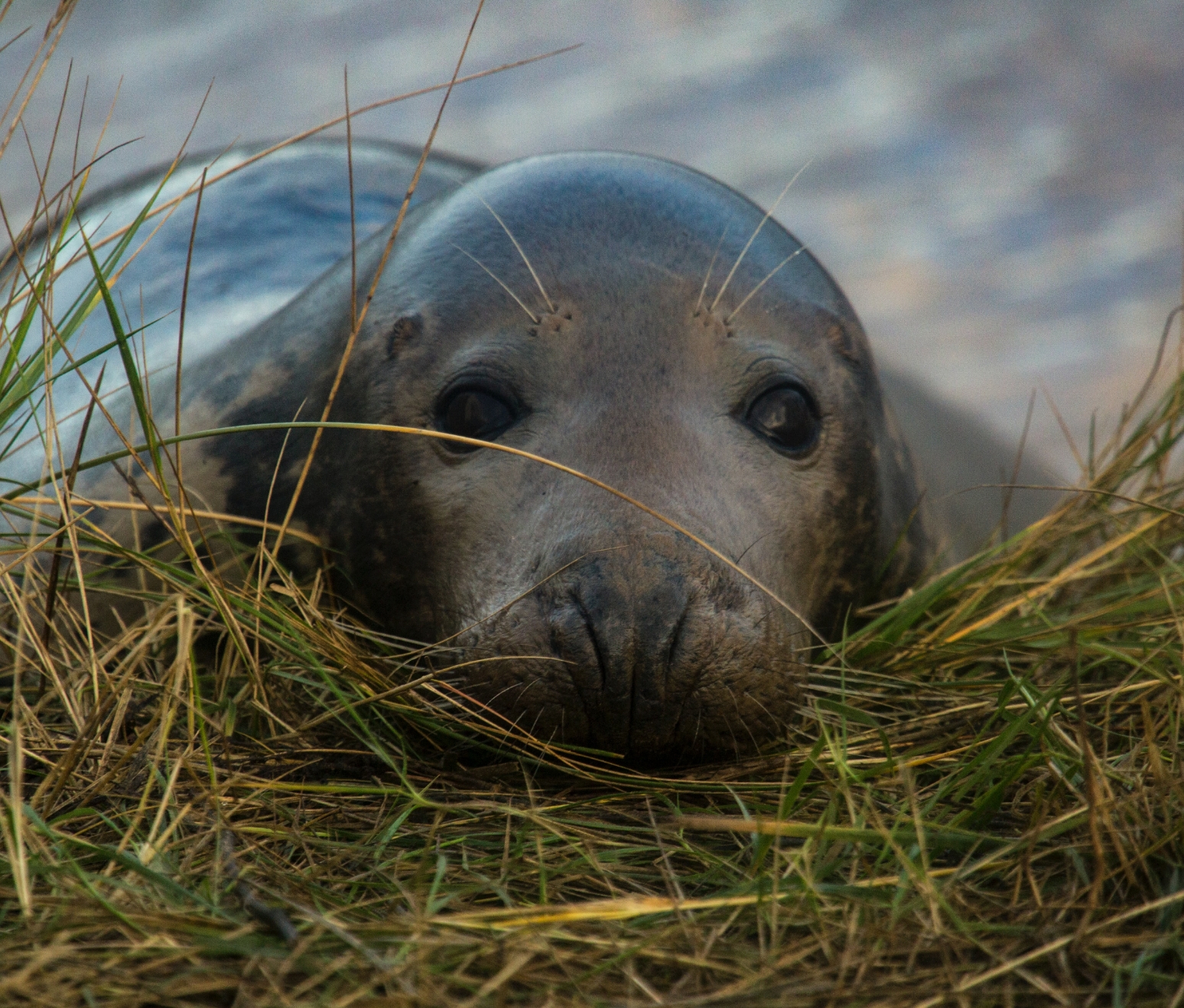 Grey seal, with its head propped up on marram grass.