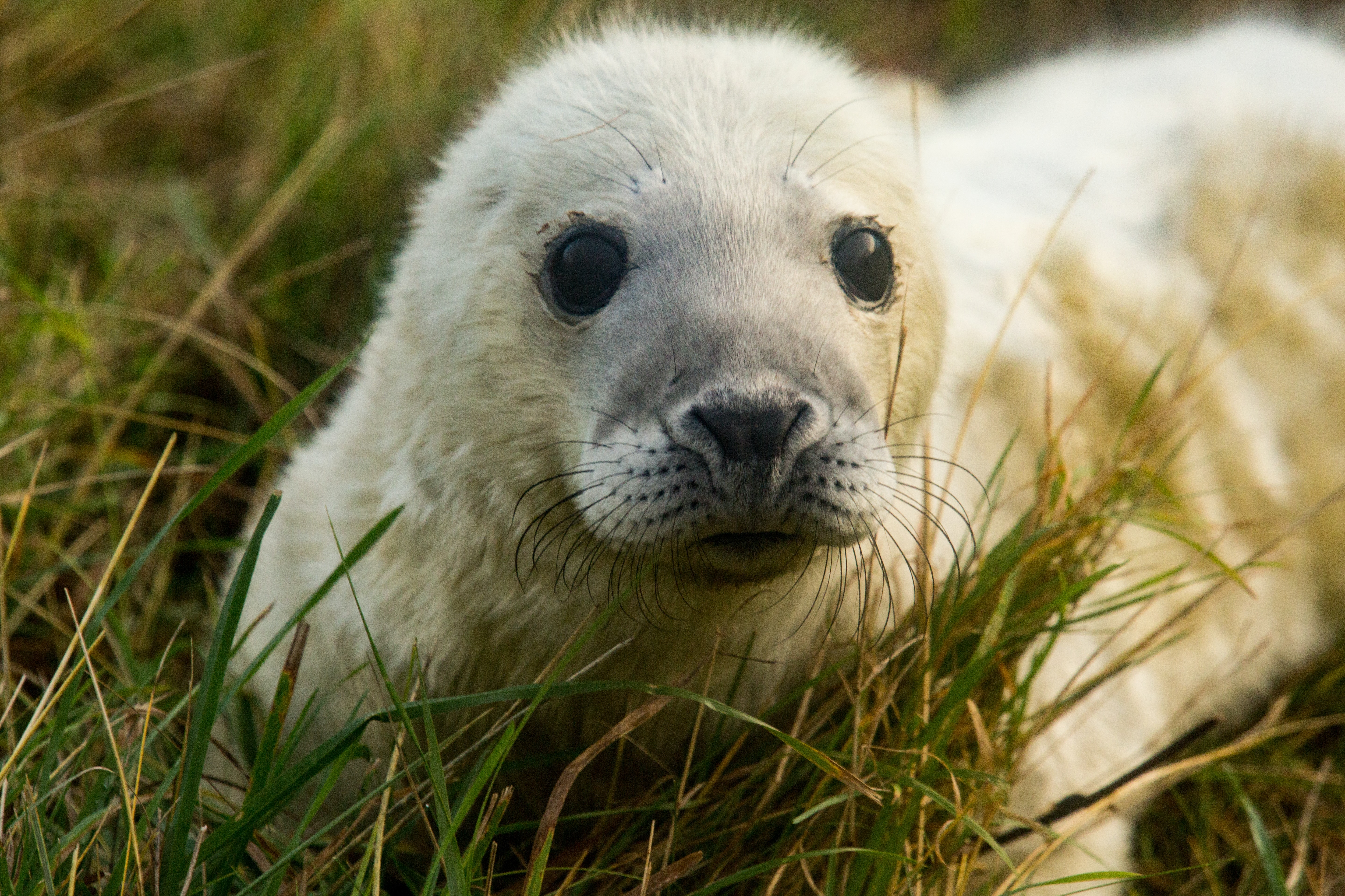 Photo by Diana Parkhouse on Unsplash. Imagine is of a grey seal pup laying in the grass.