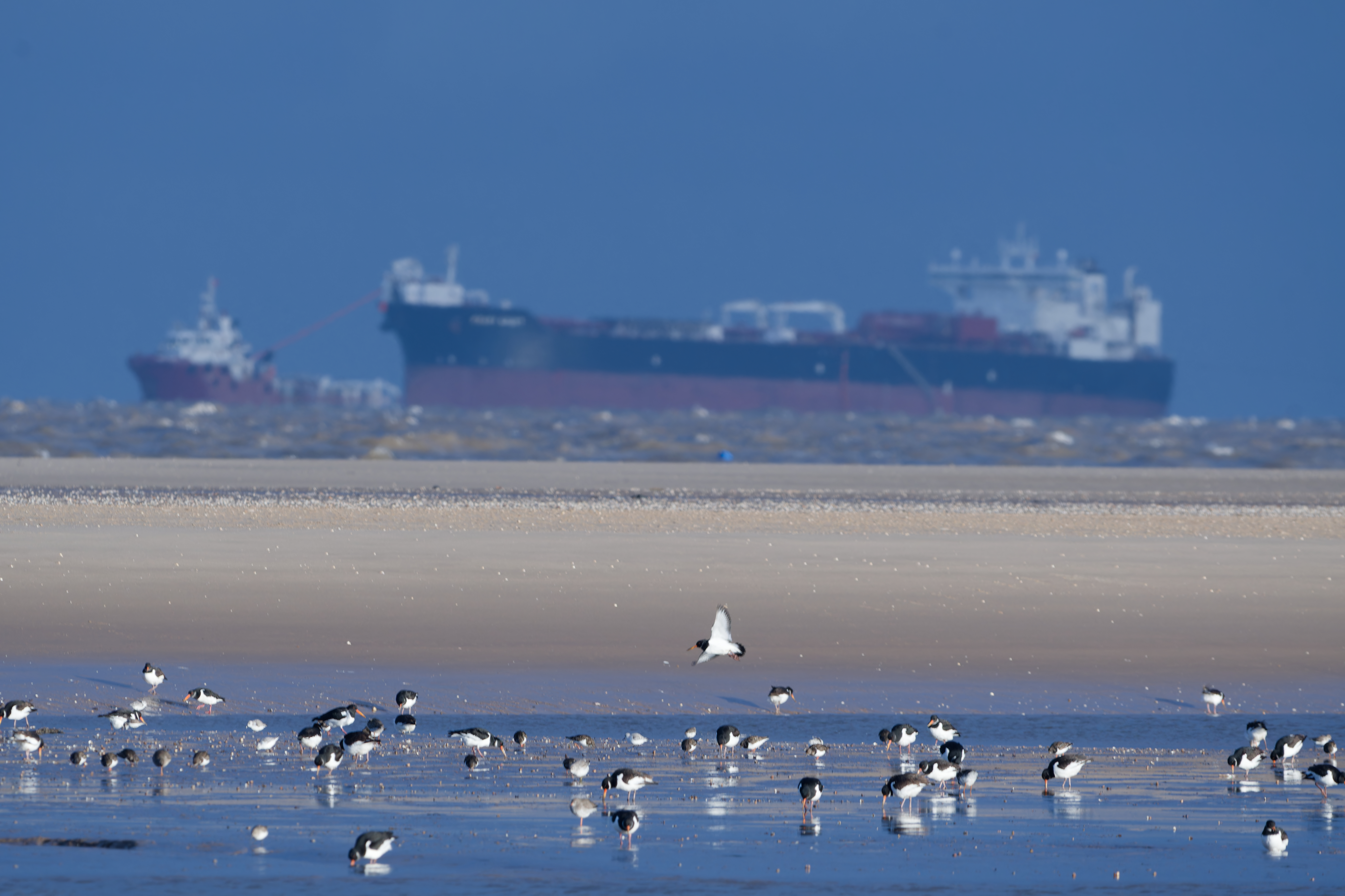 Oyster catchers feeding in the forground on mud flats, with cargo ships in the background on the Humber.