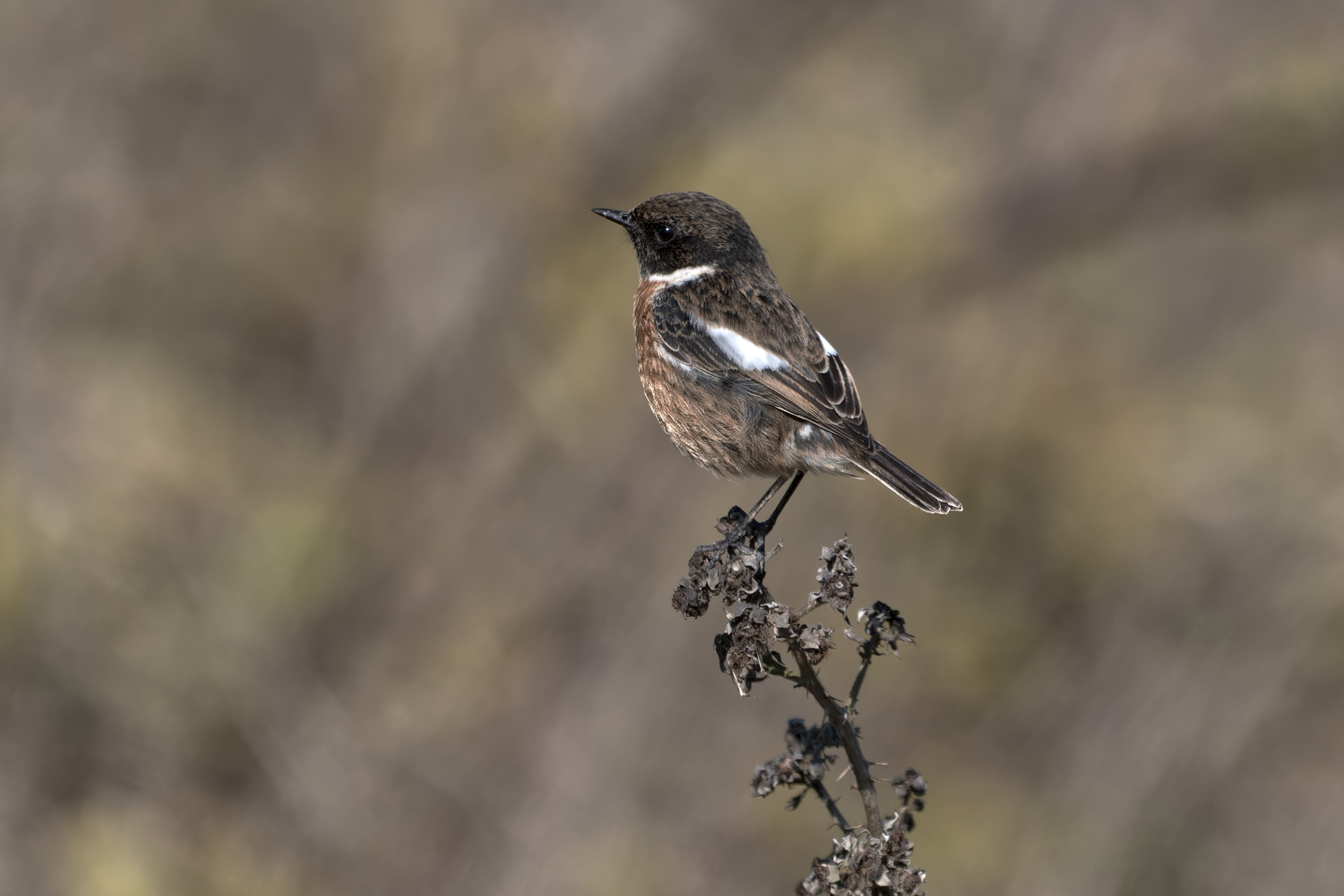 A Stonechat bird sat on a bramble stem.