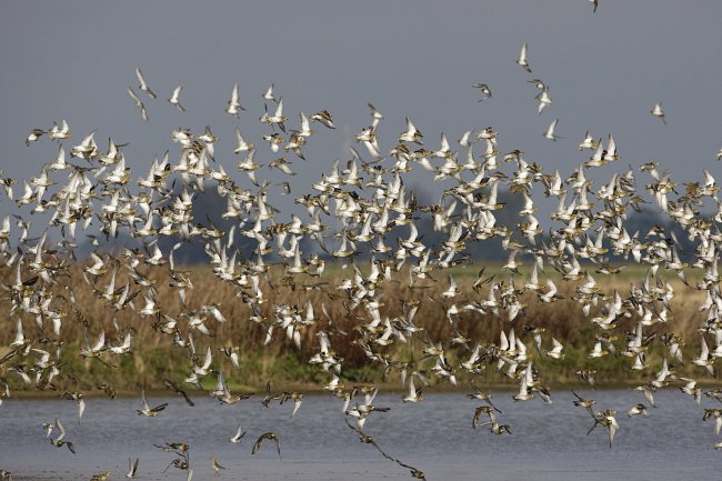 Flock of Golden Plover in mid flight.