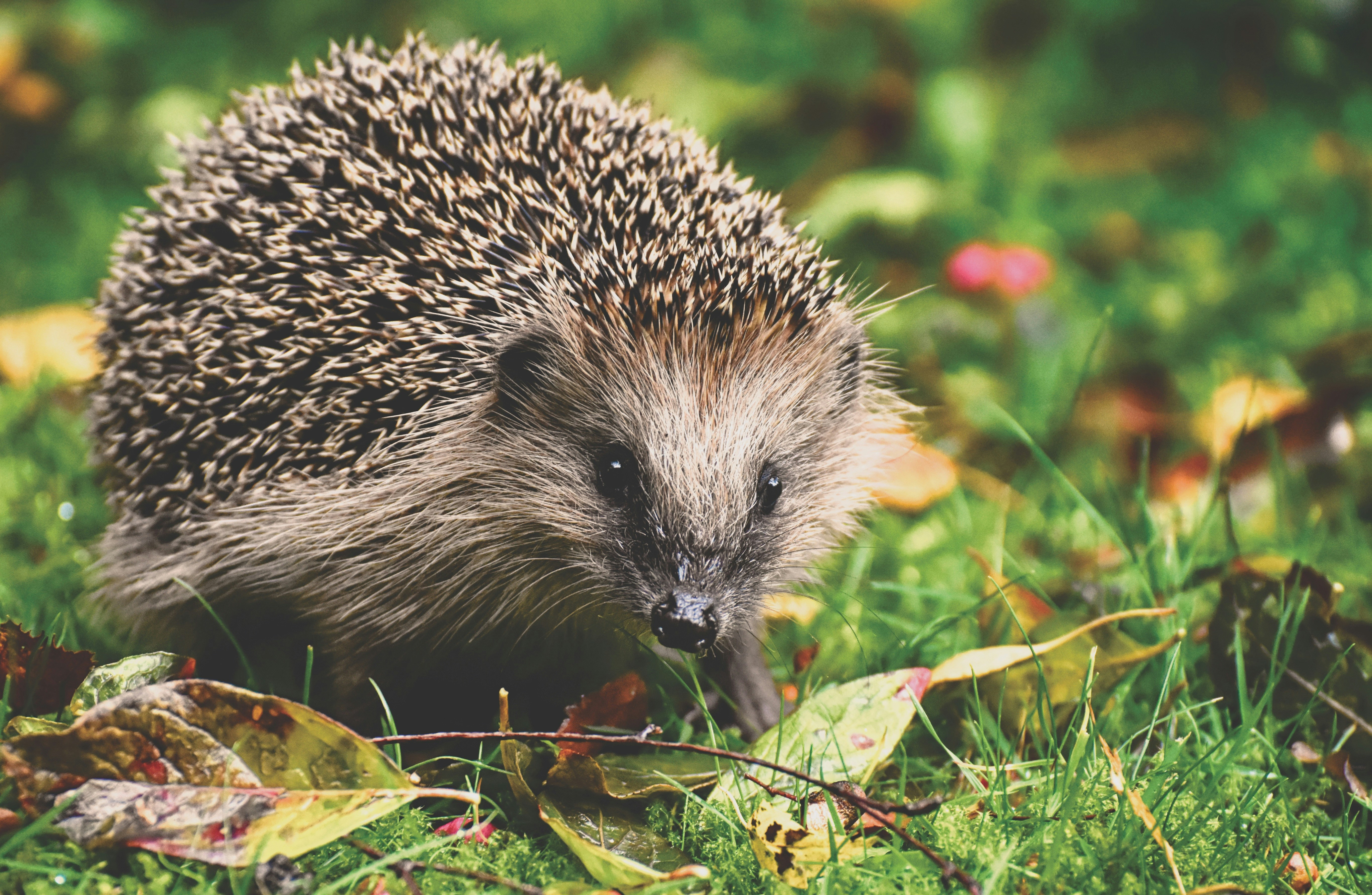 Hedgehog on grass looking at the camera.