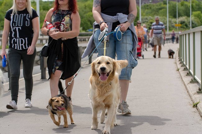 Two dogs on a walk with their owners, crossing over a bridge.