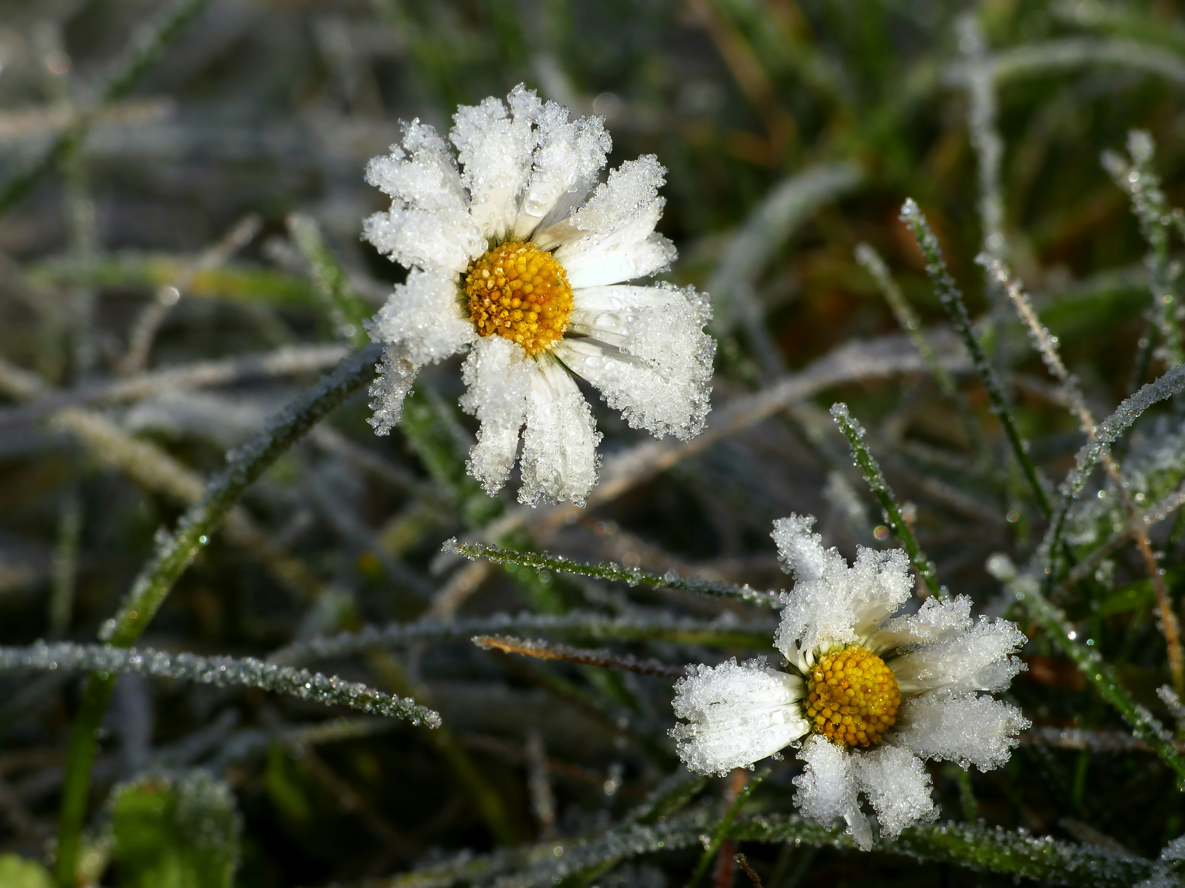 Frozen common daisy flower. A white flower with many petals and a yellow centre.