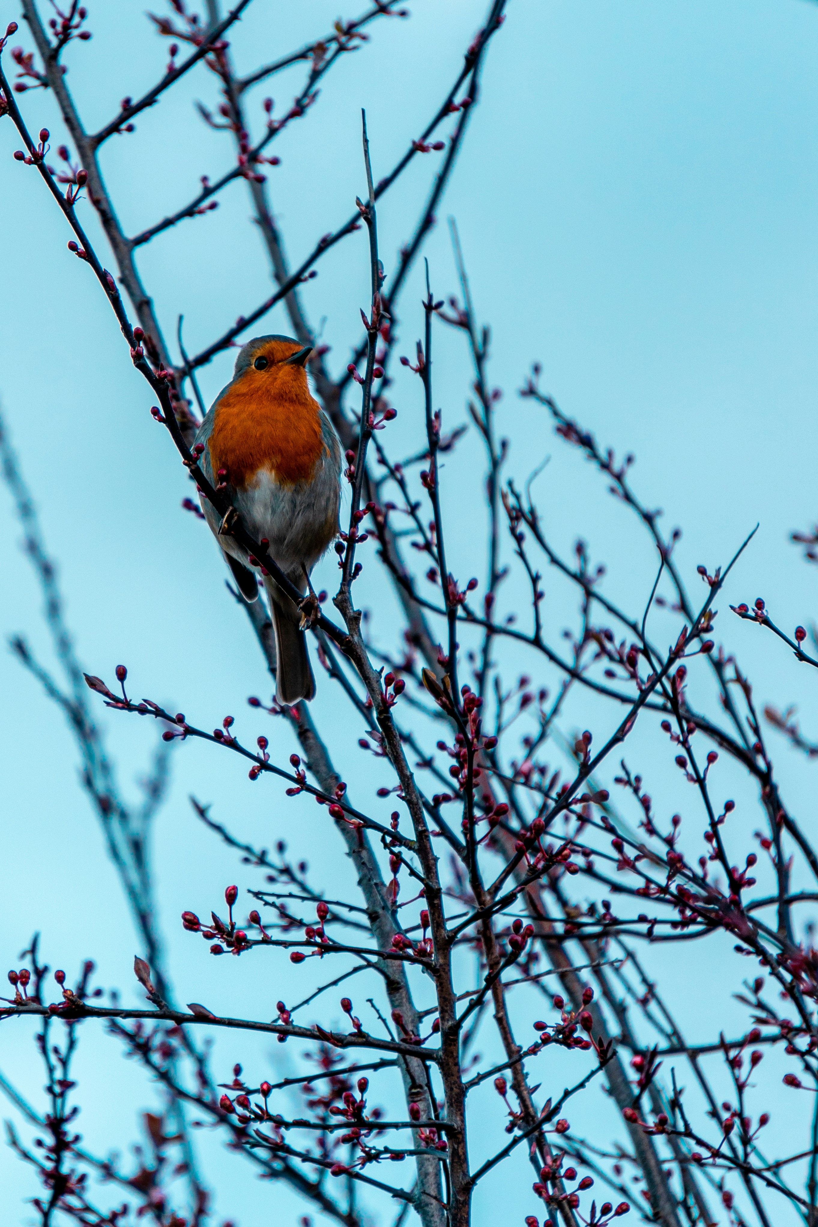 Red Breasted Robin sat on a tree branch.