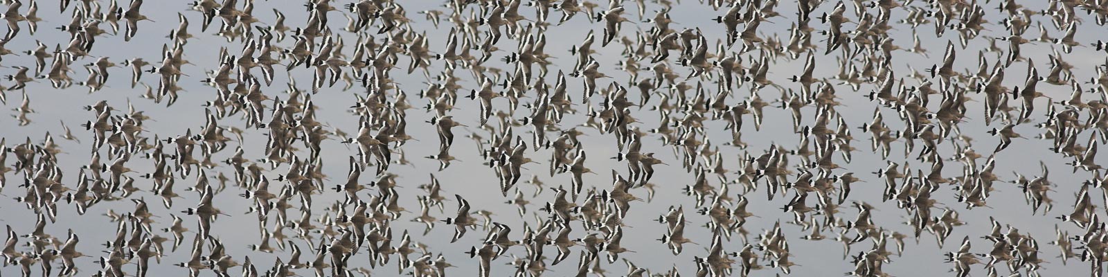 Black Tailed Godwit