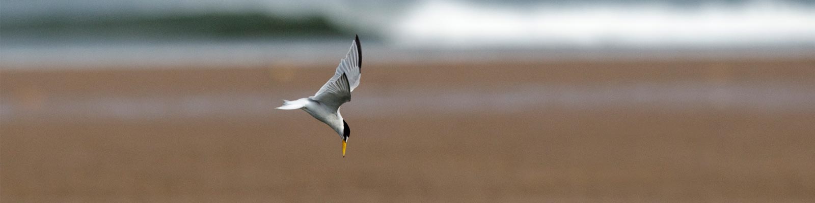 Little Tern