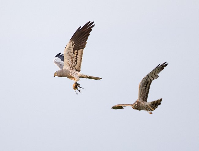 Montagu’s harriers in mid flight carrying prey in its claws.