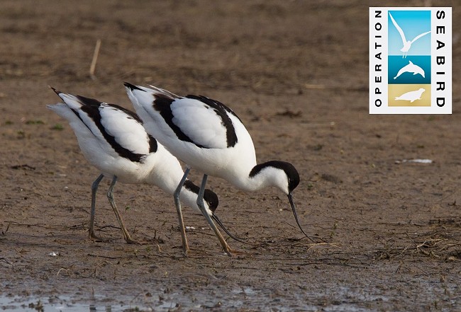 Avocet feeding.