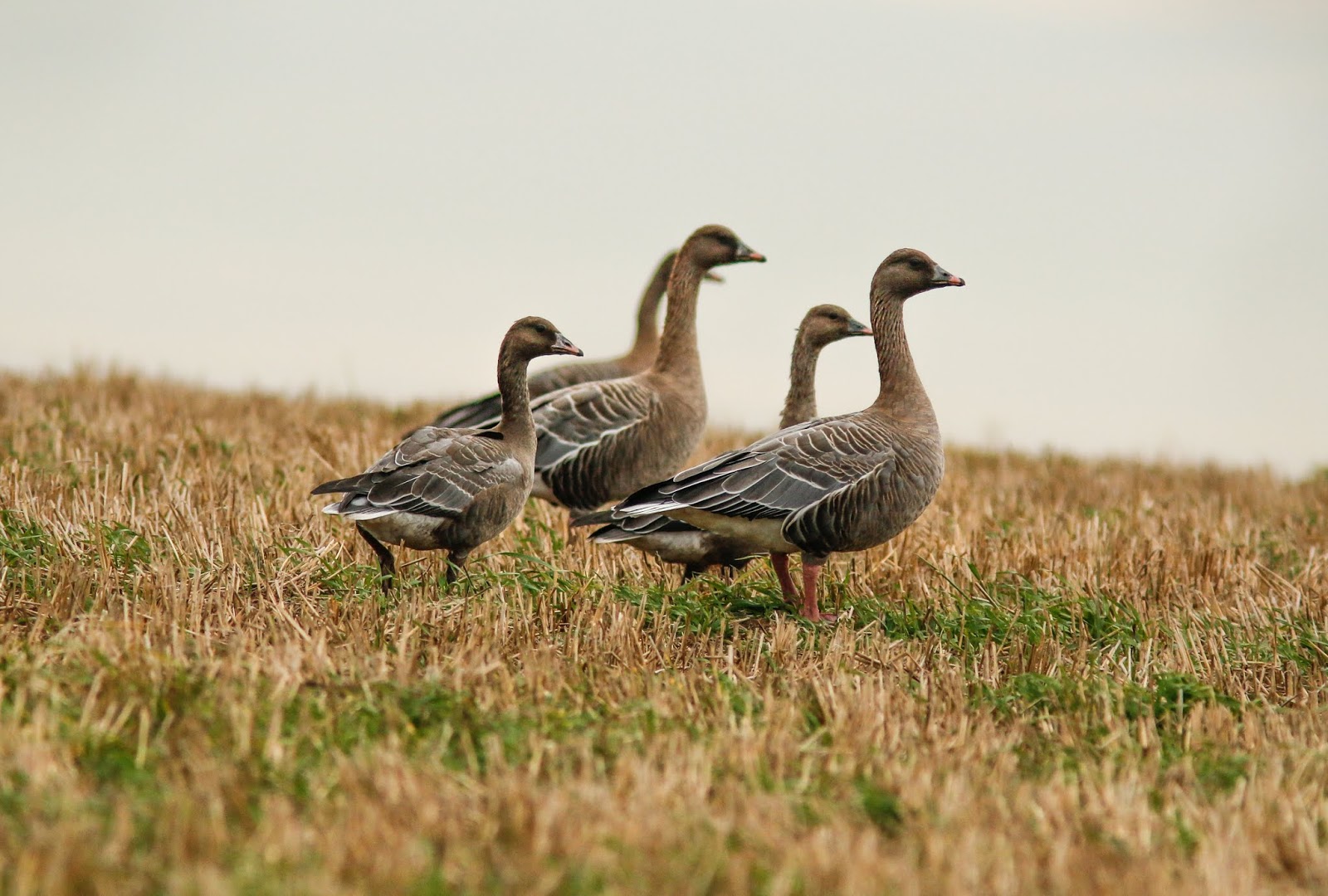 Pink-footed Geese, East Halton Skitter,13.10.2018.