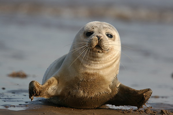 Grey seal pup, in the sand looking at the camera.