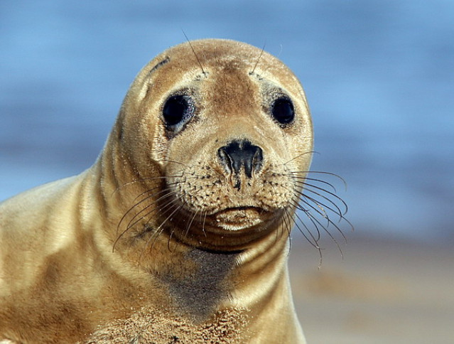 A grey seal.