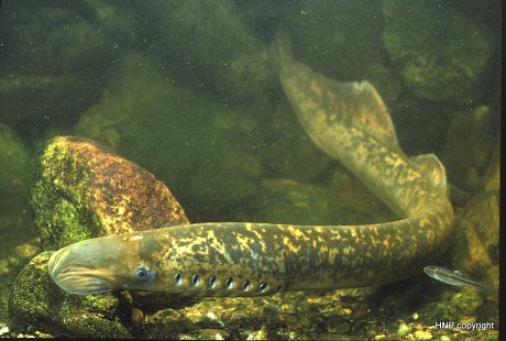 Sea lamprey