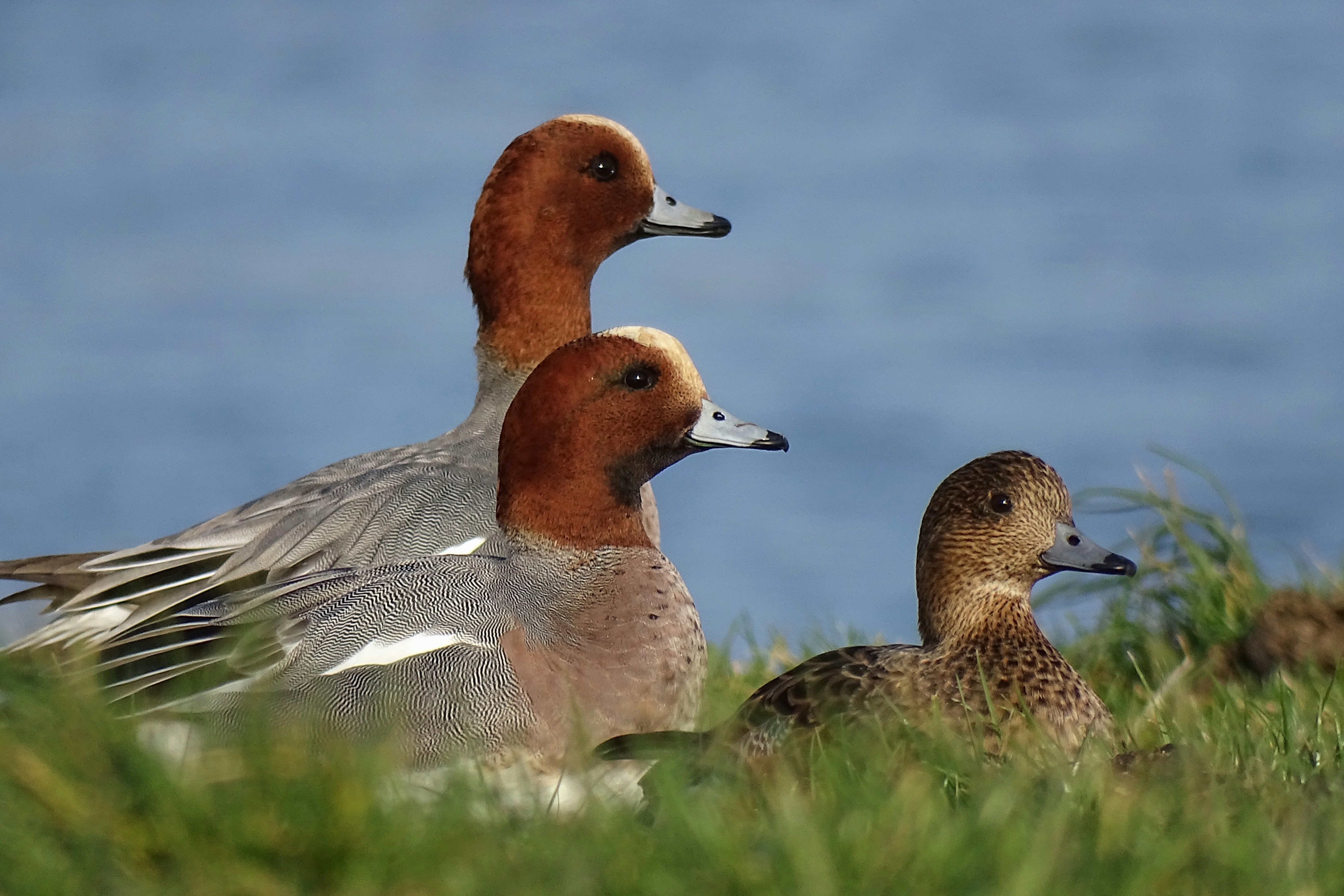 Eurasian Wigeon sat on green in front of a body of water.