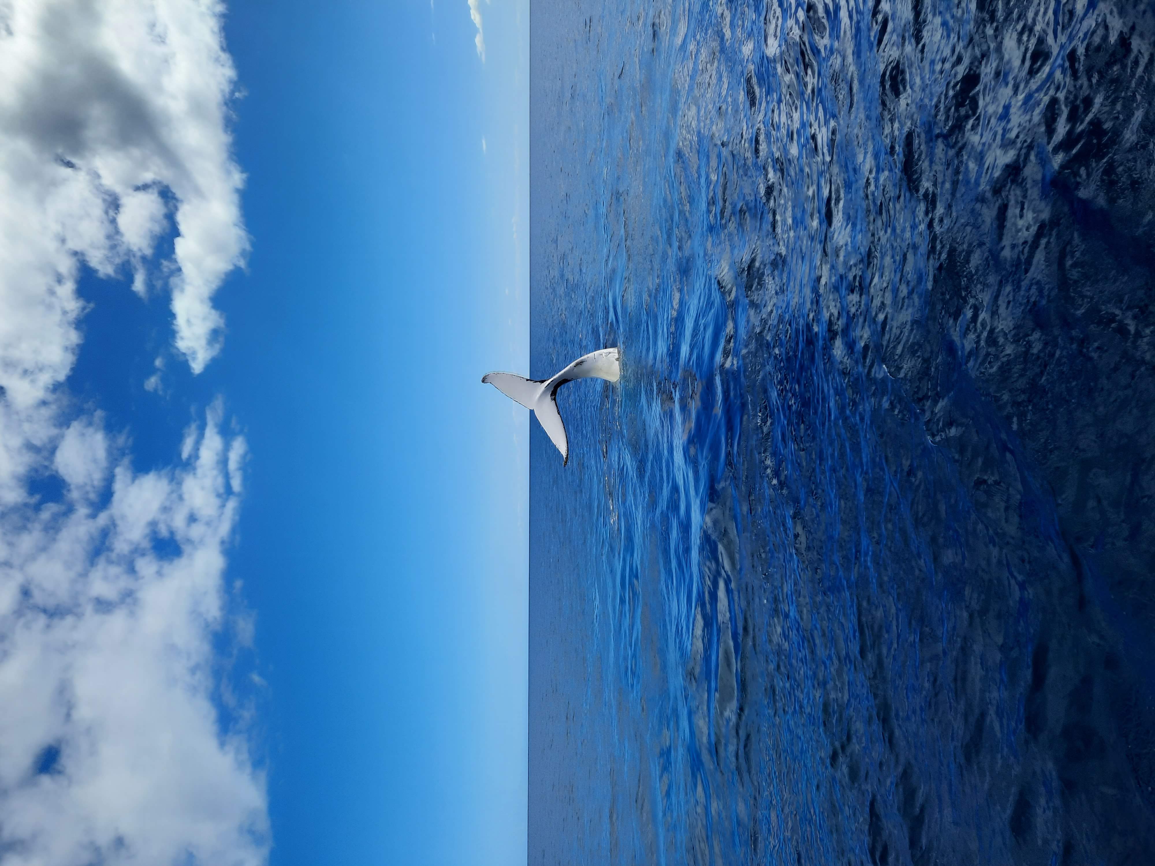 The dorsal fin (big back fin) of a whale, raised out of the water.