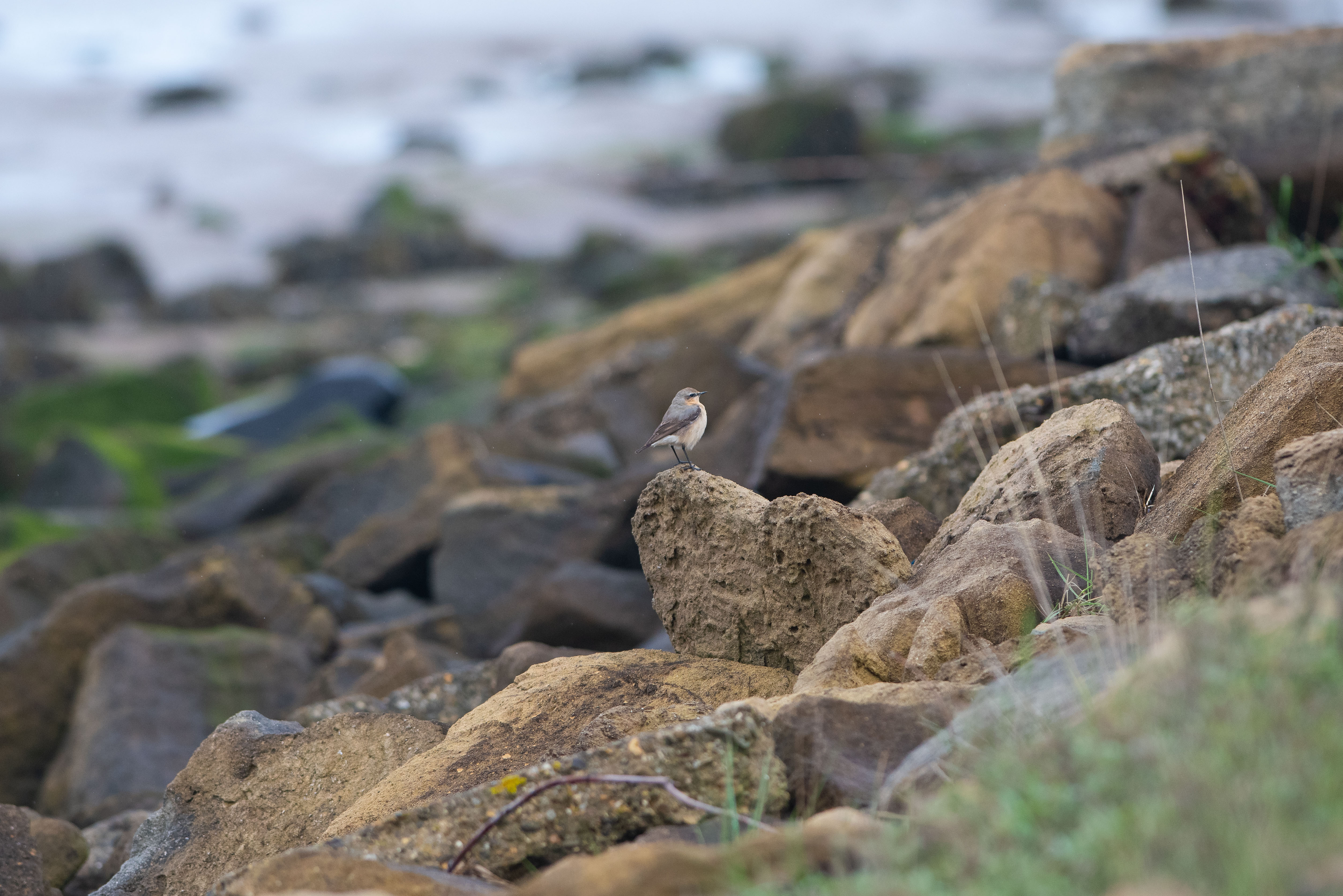 Female northern wheatear bird preched on some rocks.