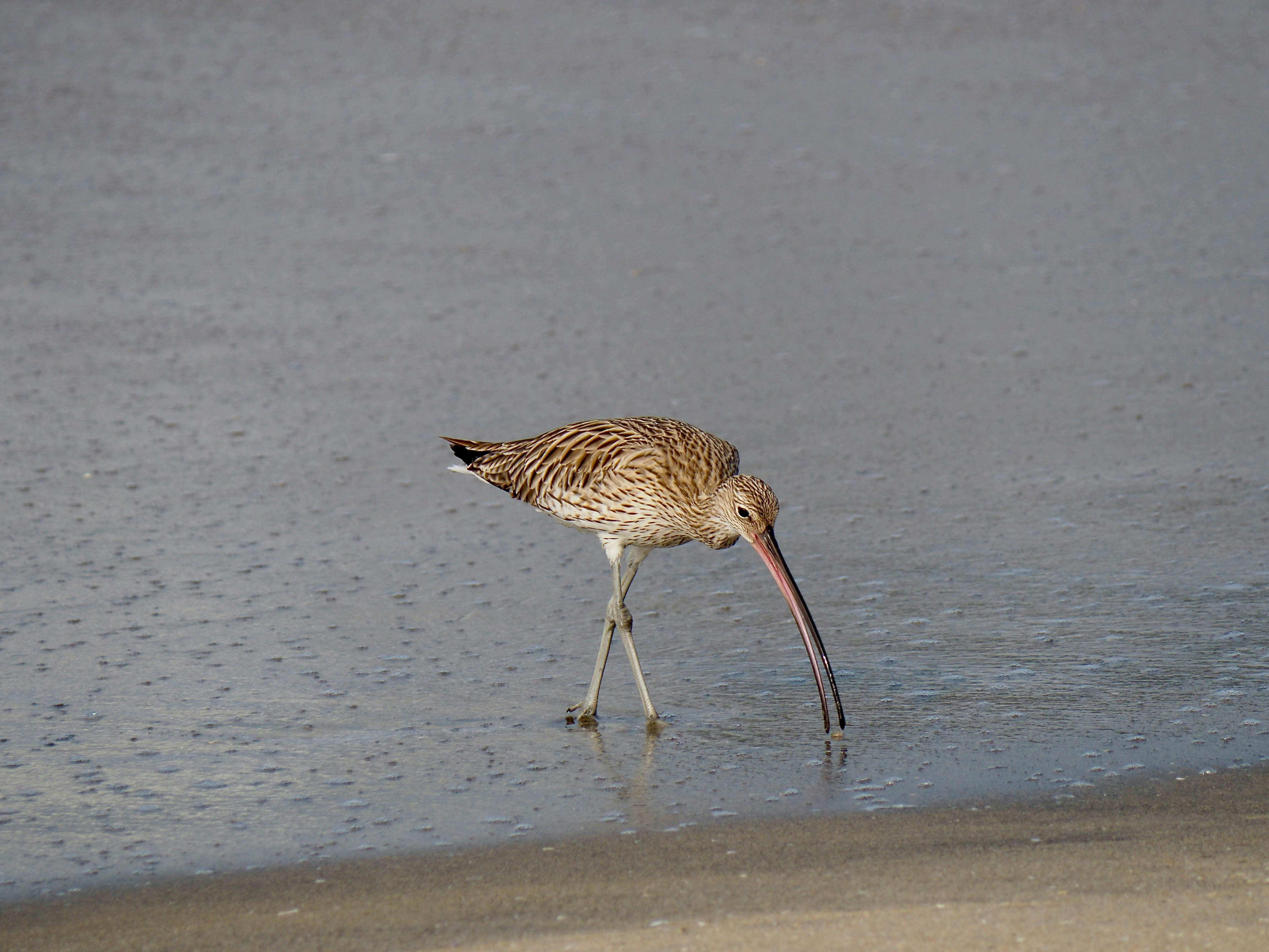 Image of a curlew. Photo by Ag PIC on Unsplash