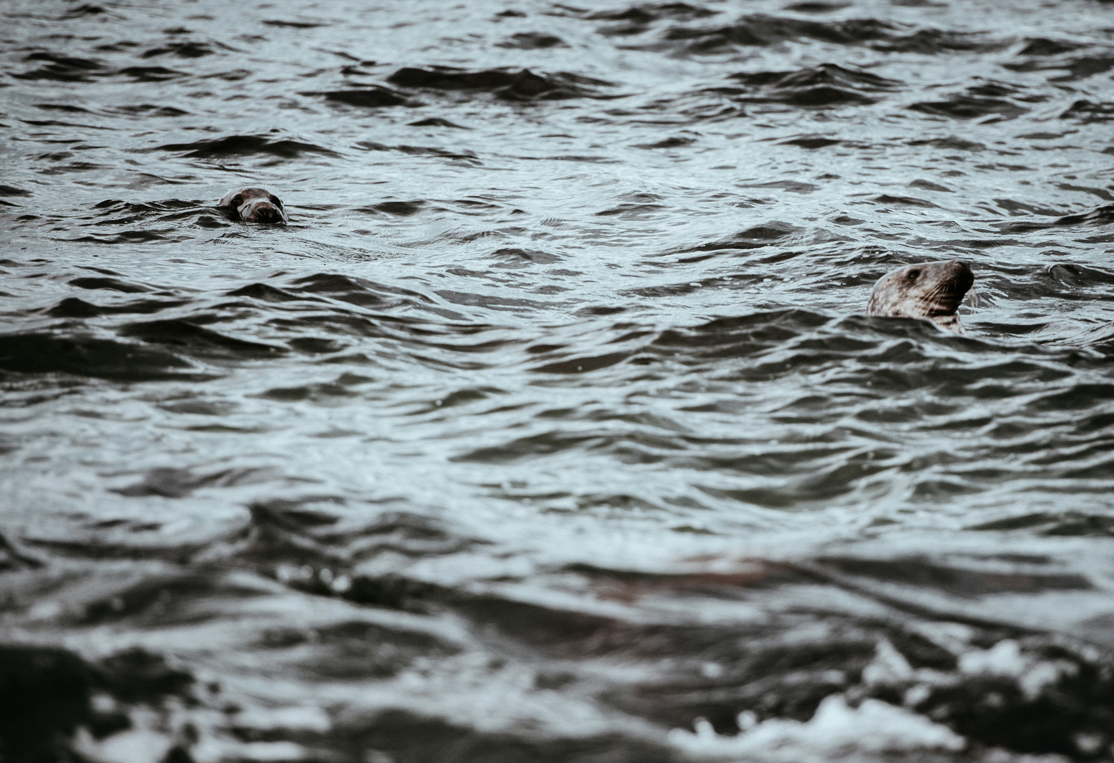 Dark choppy water, with two seals heads poking out.