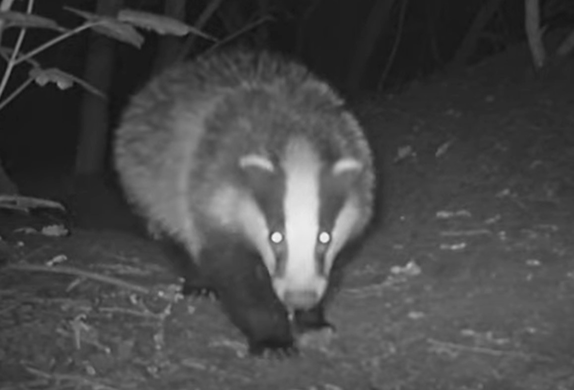 Badger looking into a camera trap.