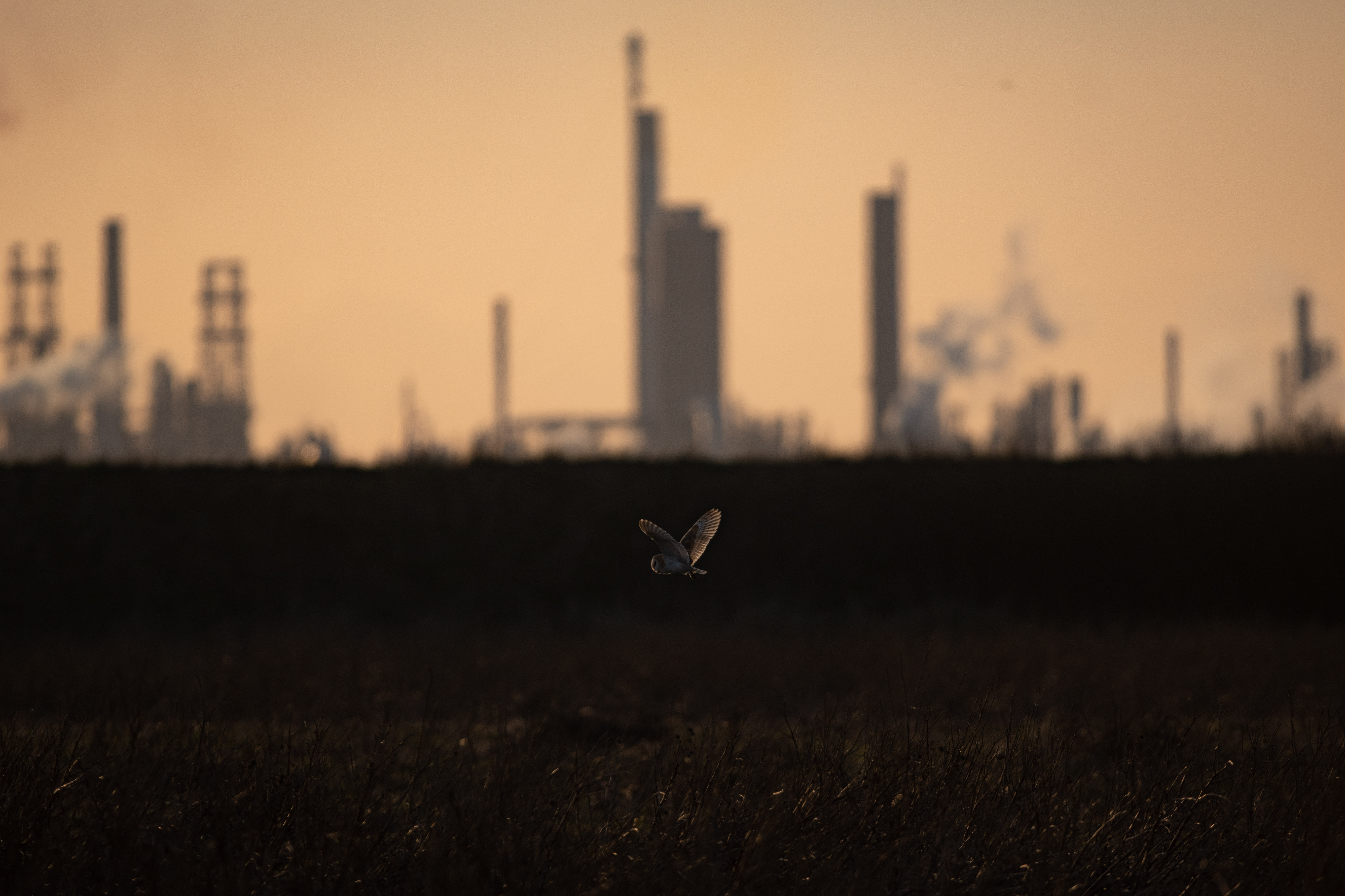 A barn owl flighting over a field in the foreground, with industrial sites in the background.