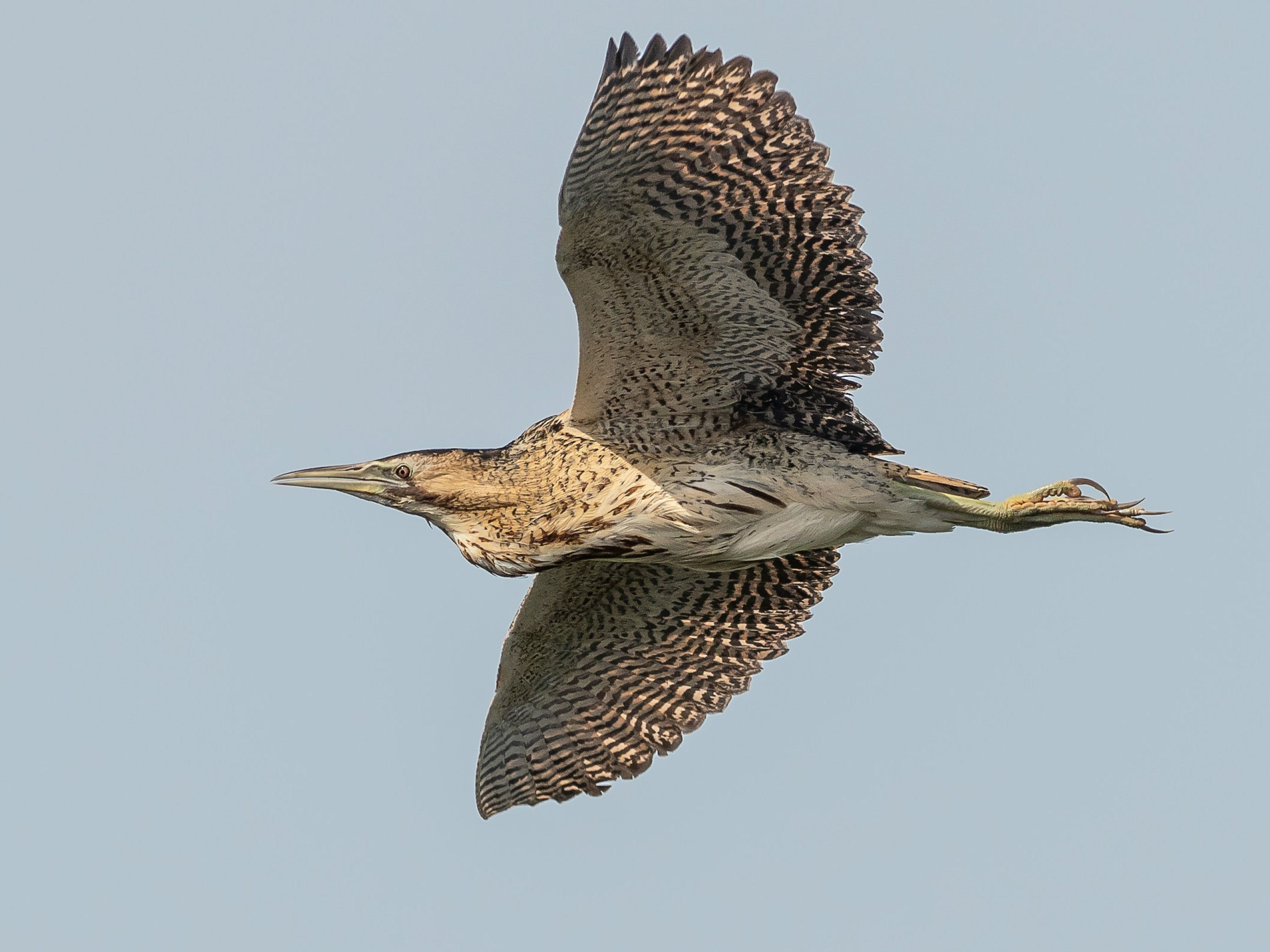 Bittern in mid flight, Photo by Bob Frewin on Unsplash