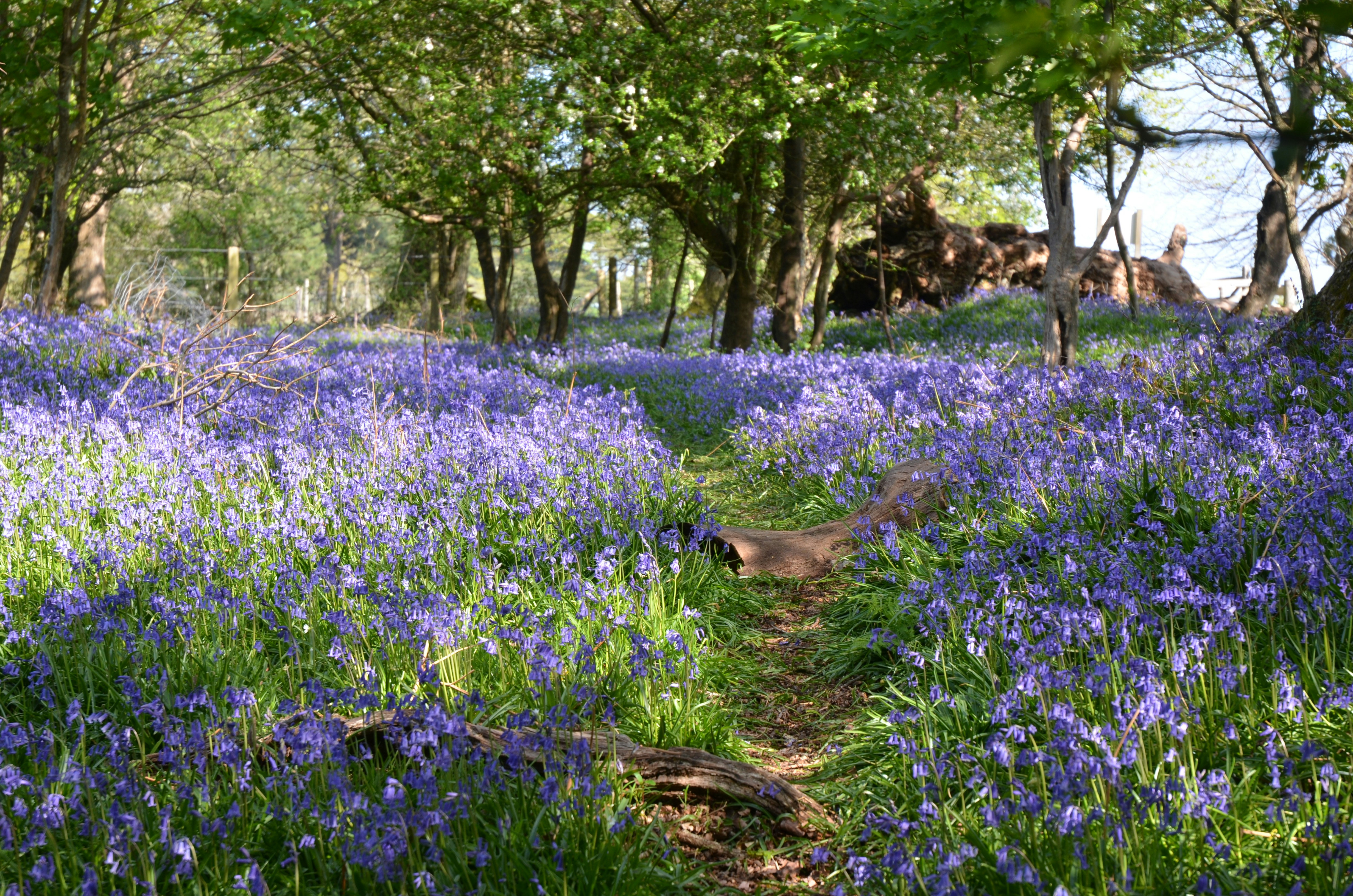 Bluebells covering the ground in a woodland area, with a small path down the middle.