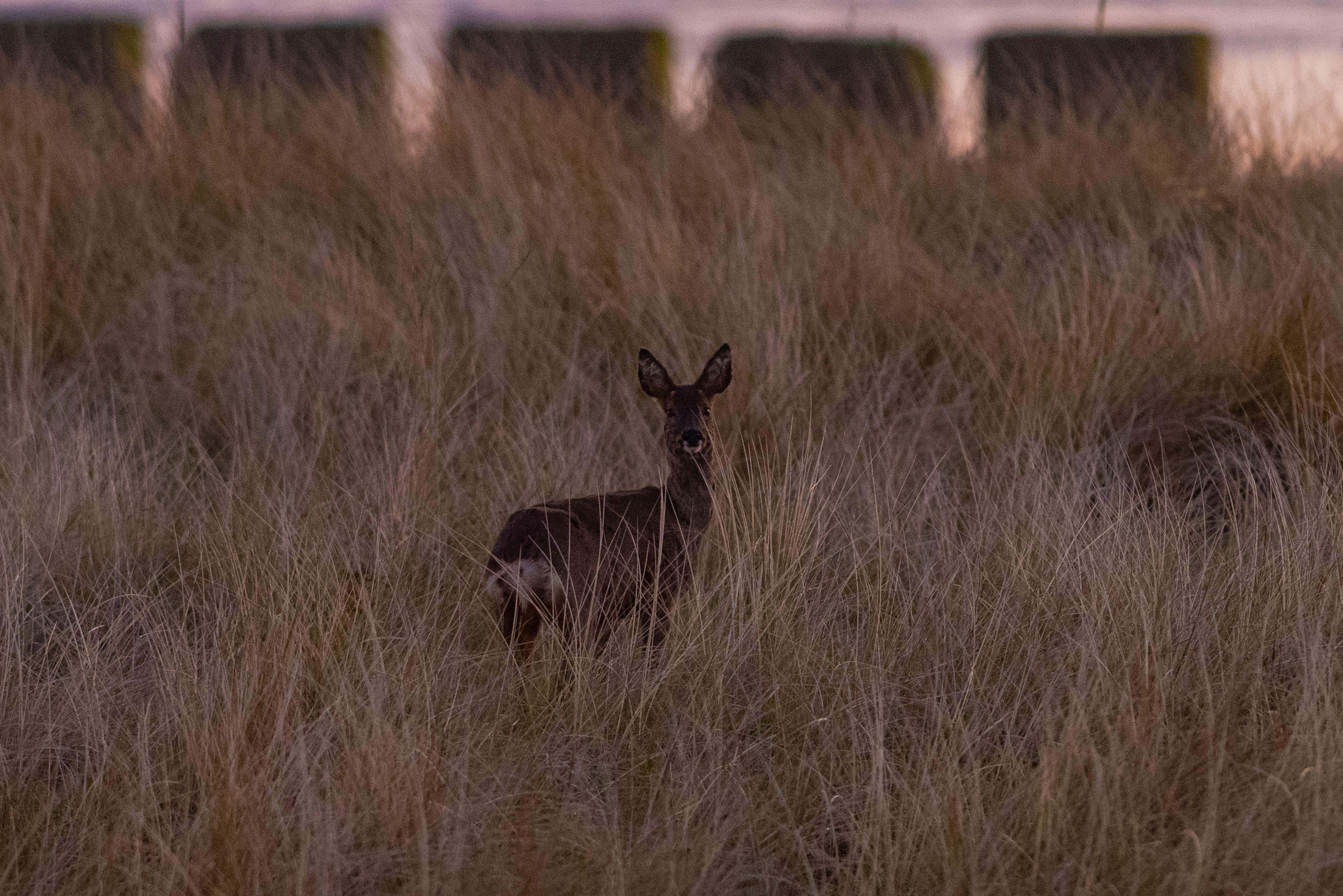 Deer at sunset