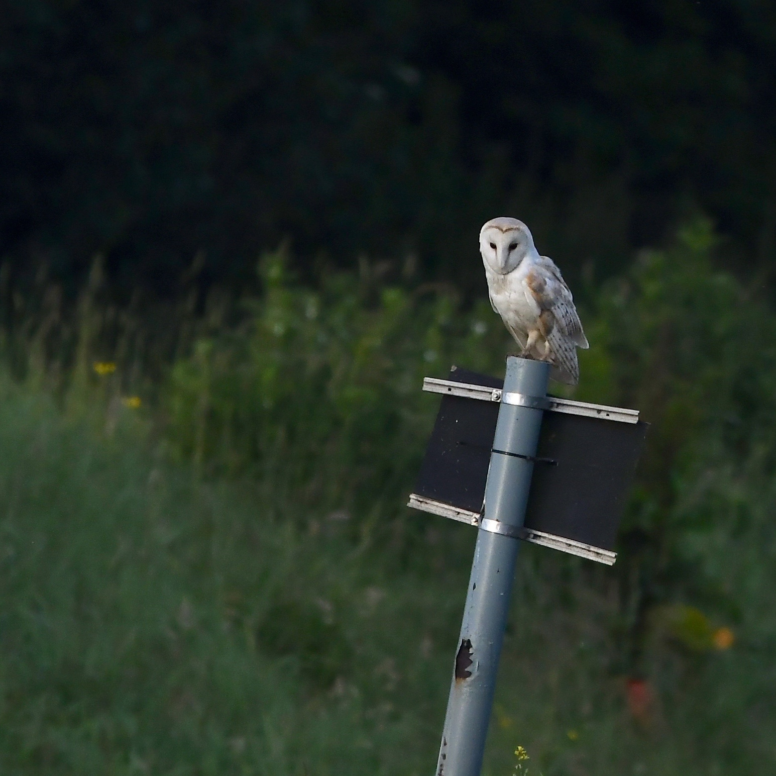 Barn owl on a sign post, looking at the camera.