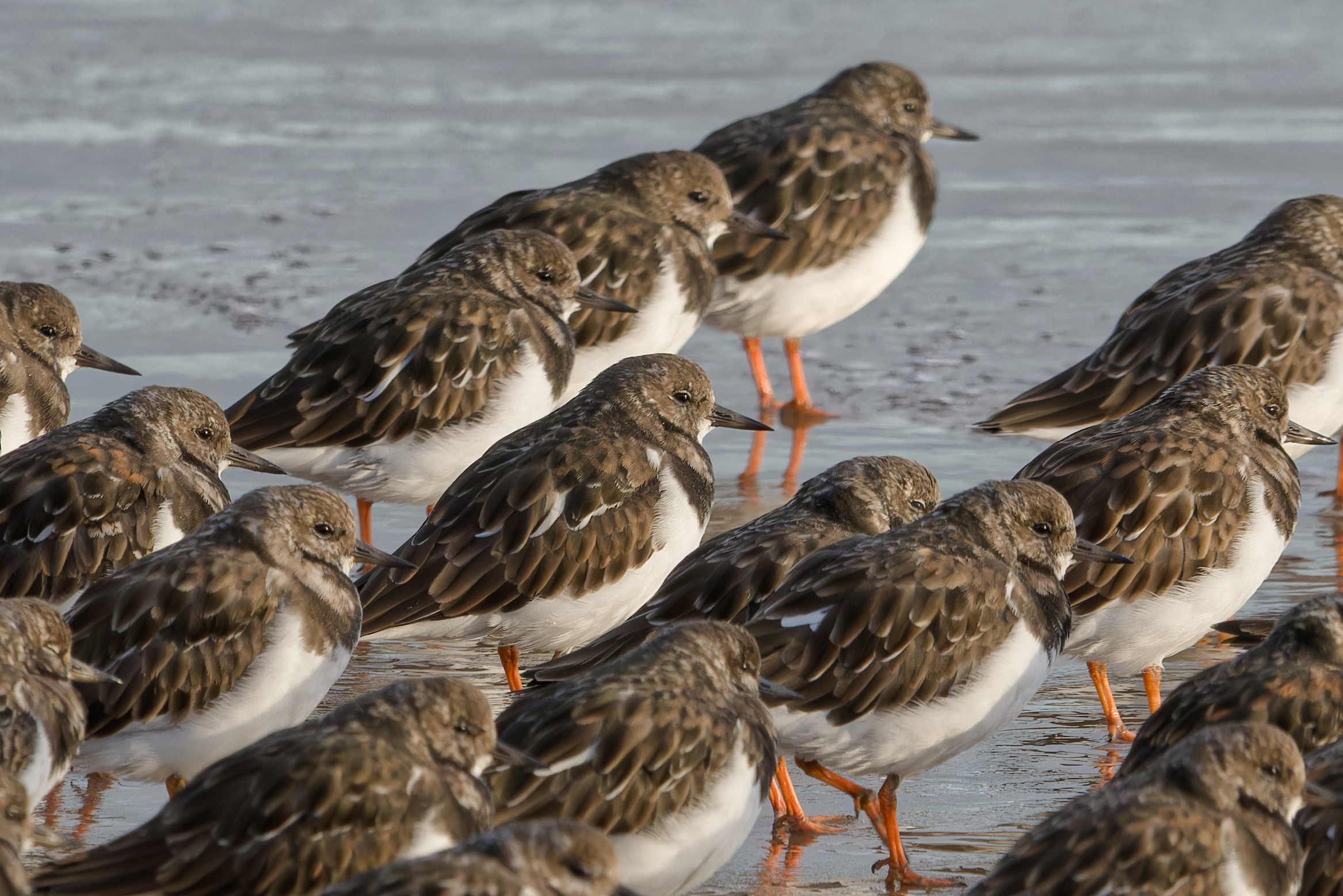 Group of Turnstones birds on Cleethorpes beach.