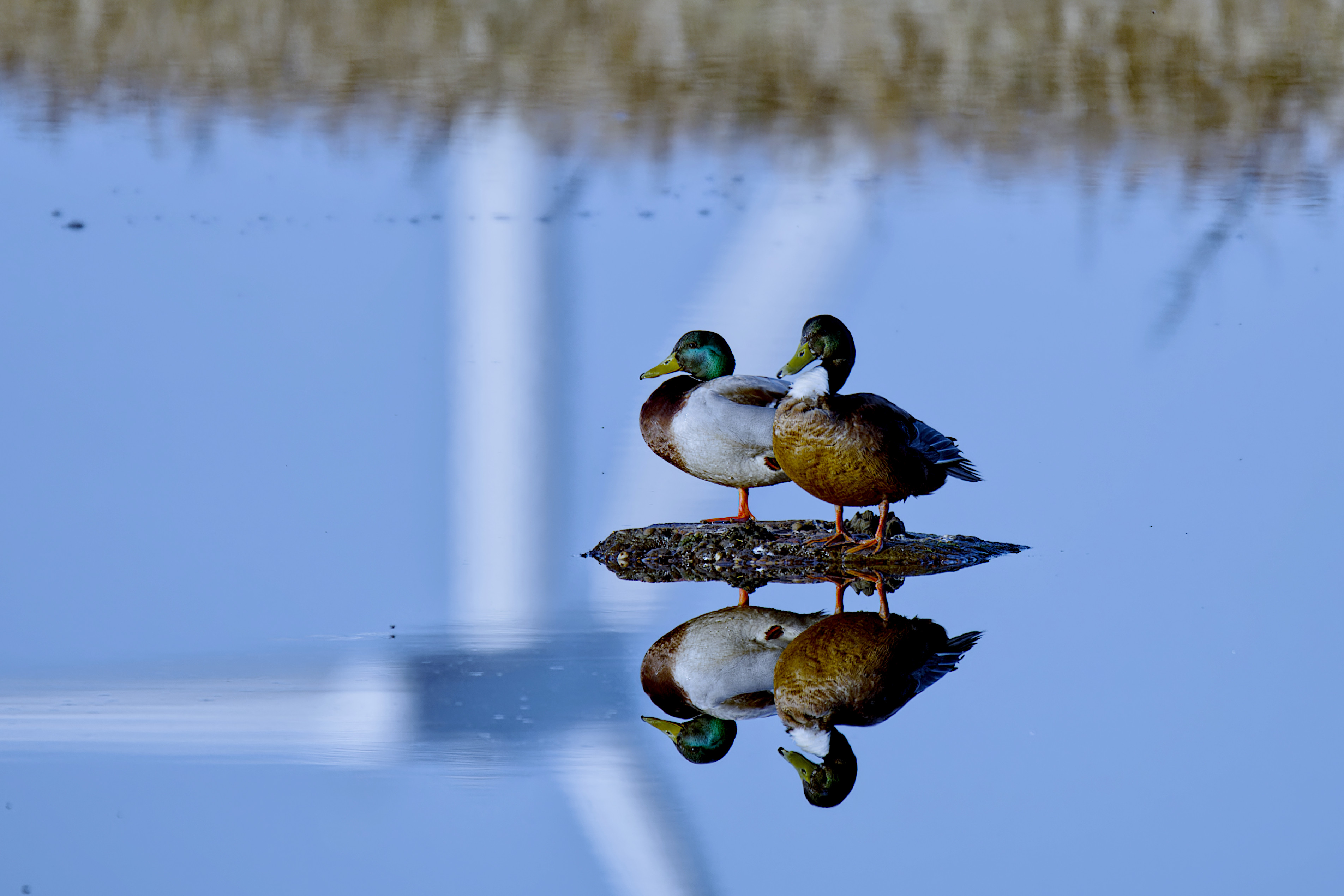 Two mallard ducks sat on a rock in the middle of a pound, with a wind turbine reflecting in the water.