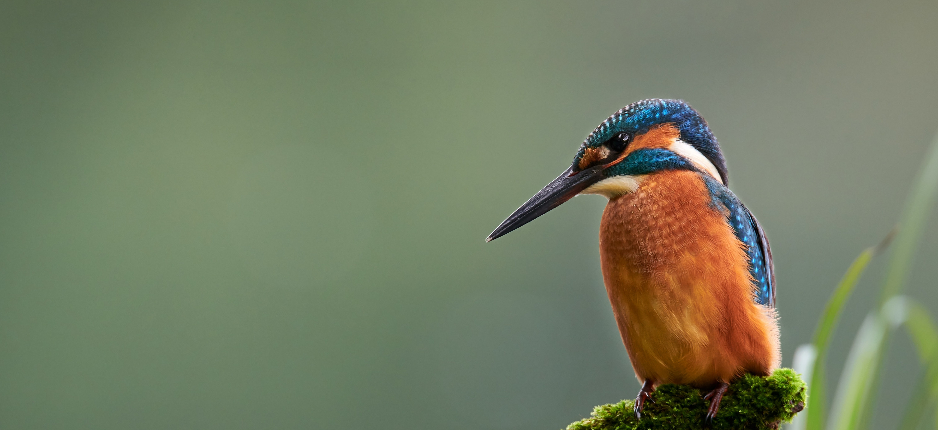 Kingfisher