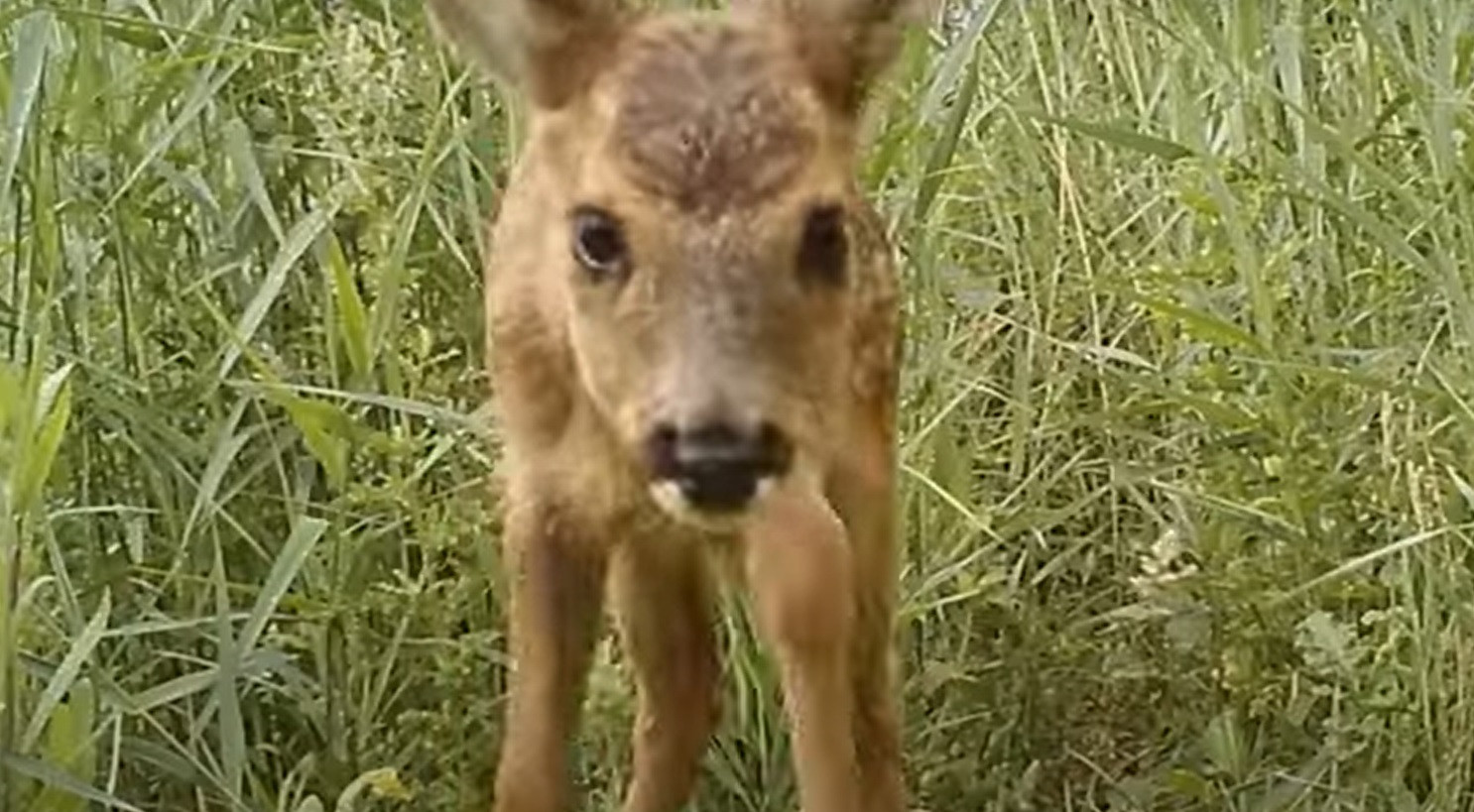 iSpy Humber footage. Deer approaching trail camera.