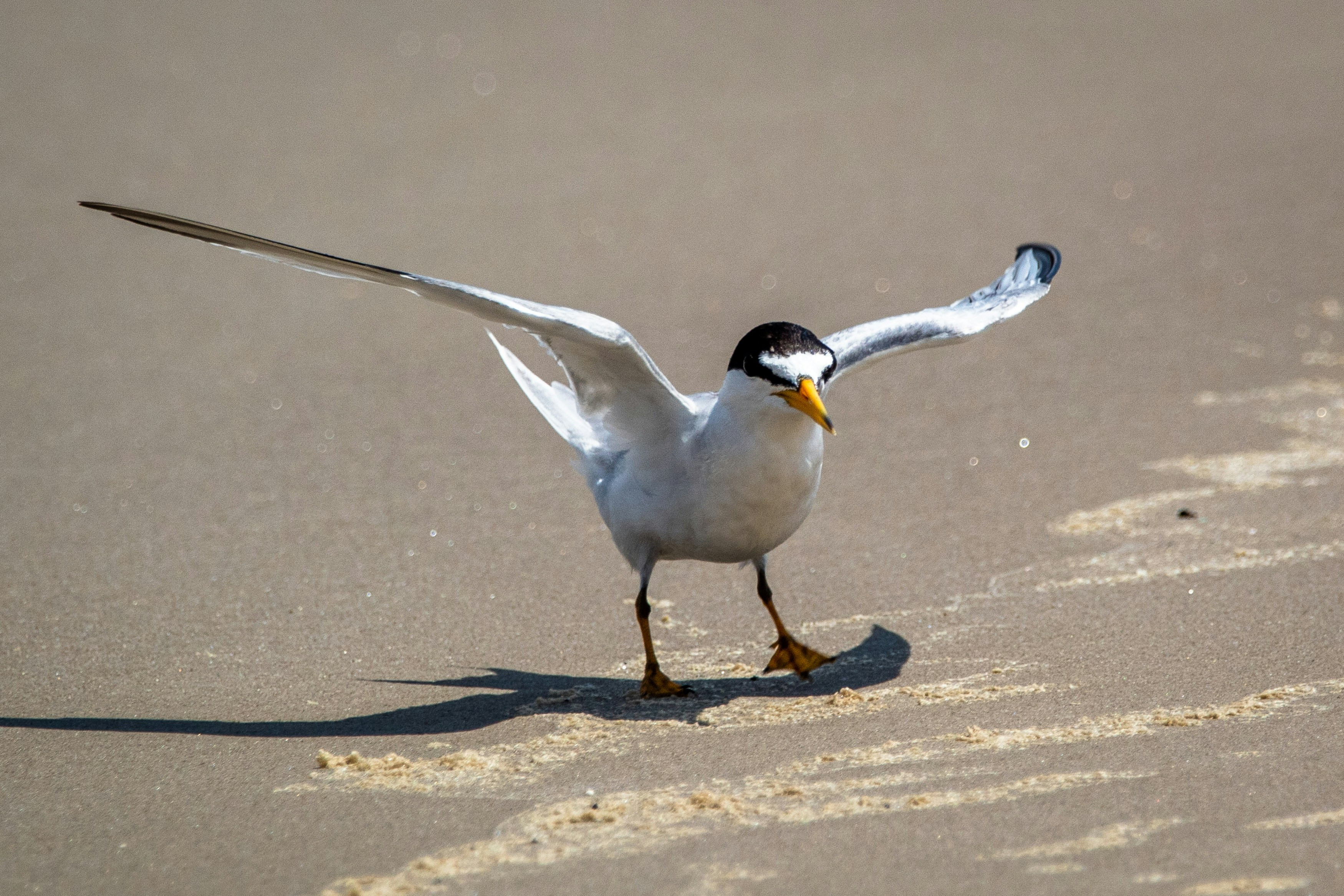 Little Tern