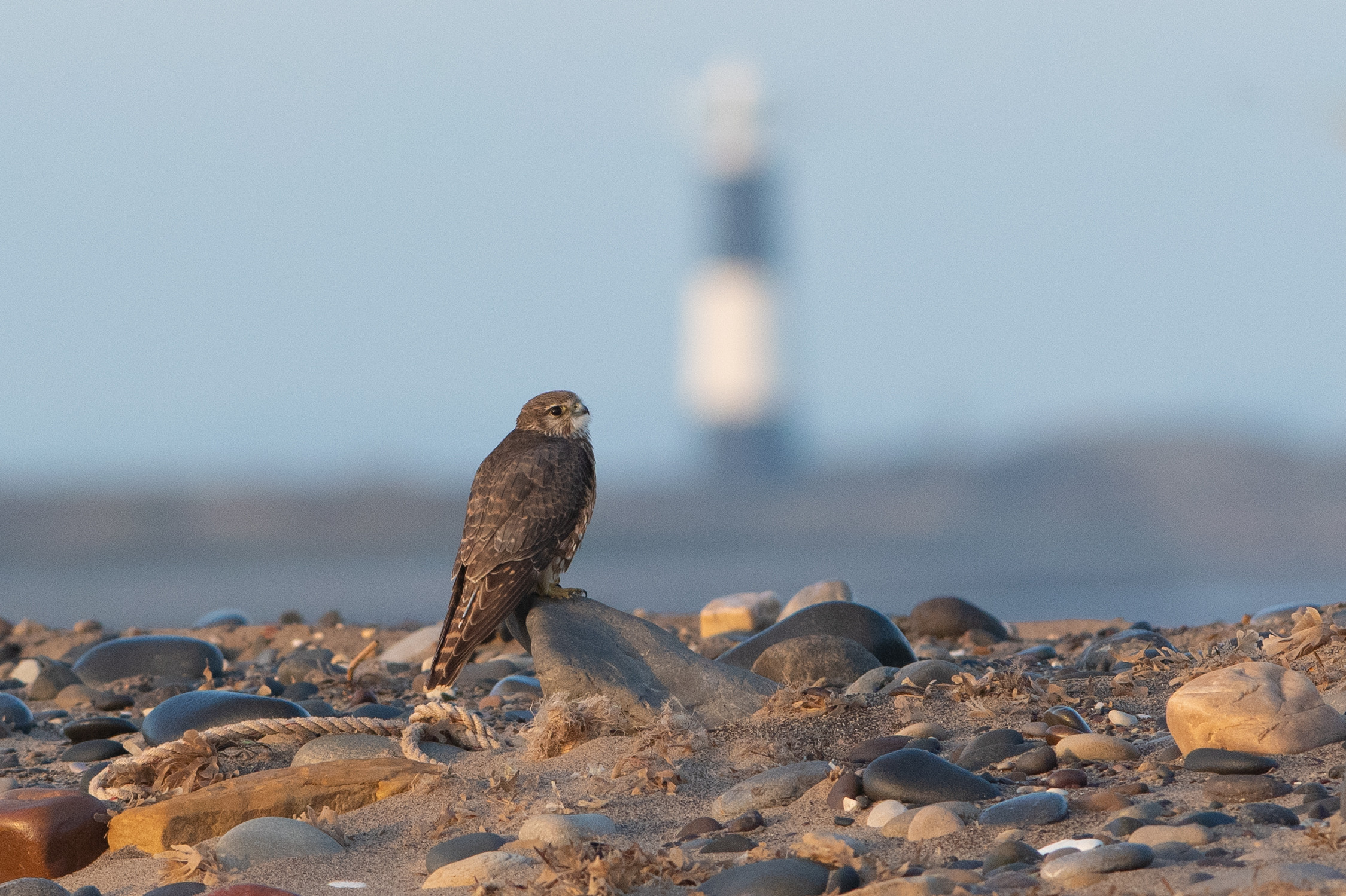 Merlin bird sat on rocks at the beach with Spurn point light house in the background