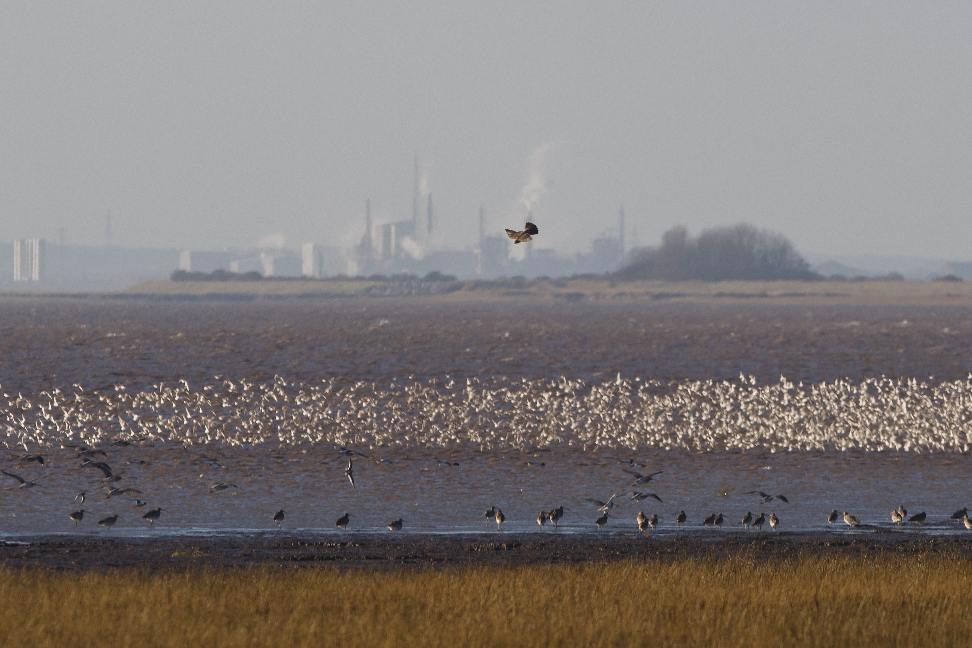 Curlews feeding on the mud flats in the foreground and gulls in the background, as a  merlin flights overhead.