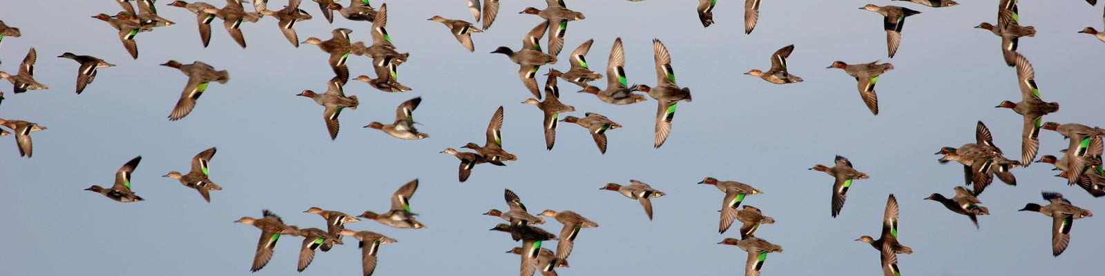Teal Ducks in flight.