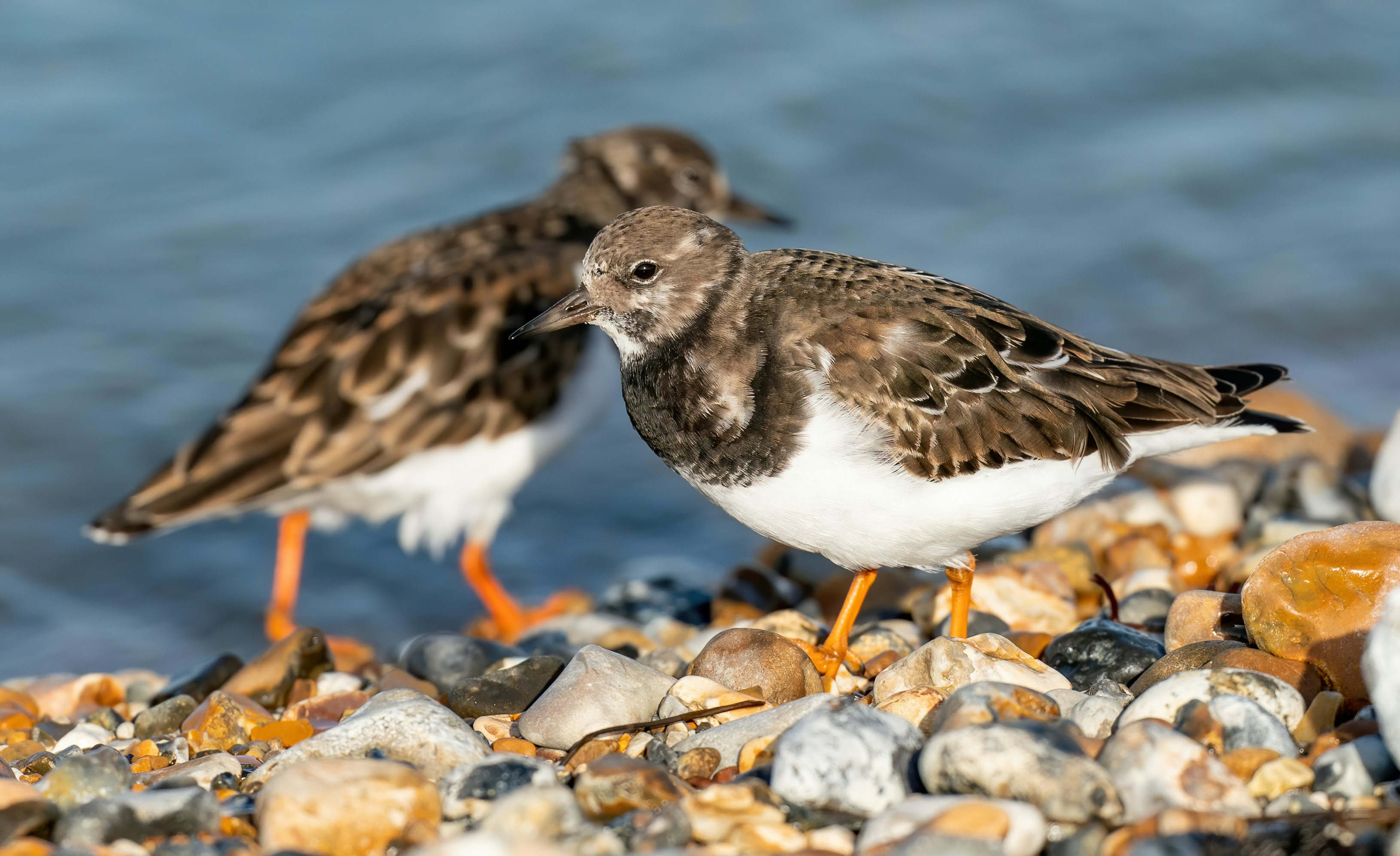 Turnstone bird on pebbles.