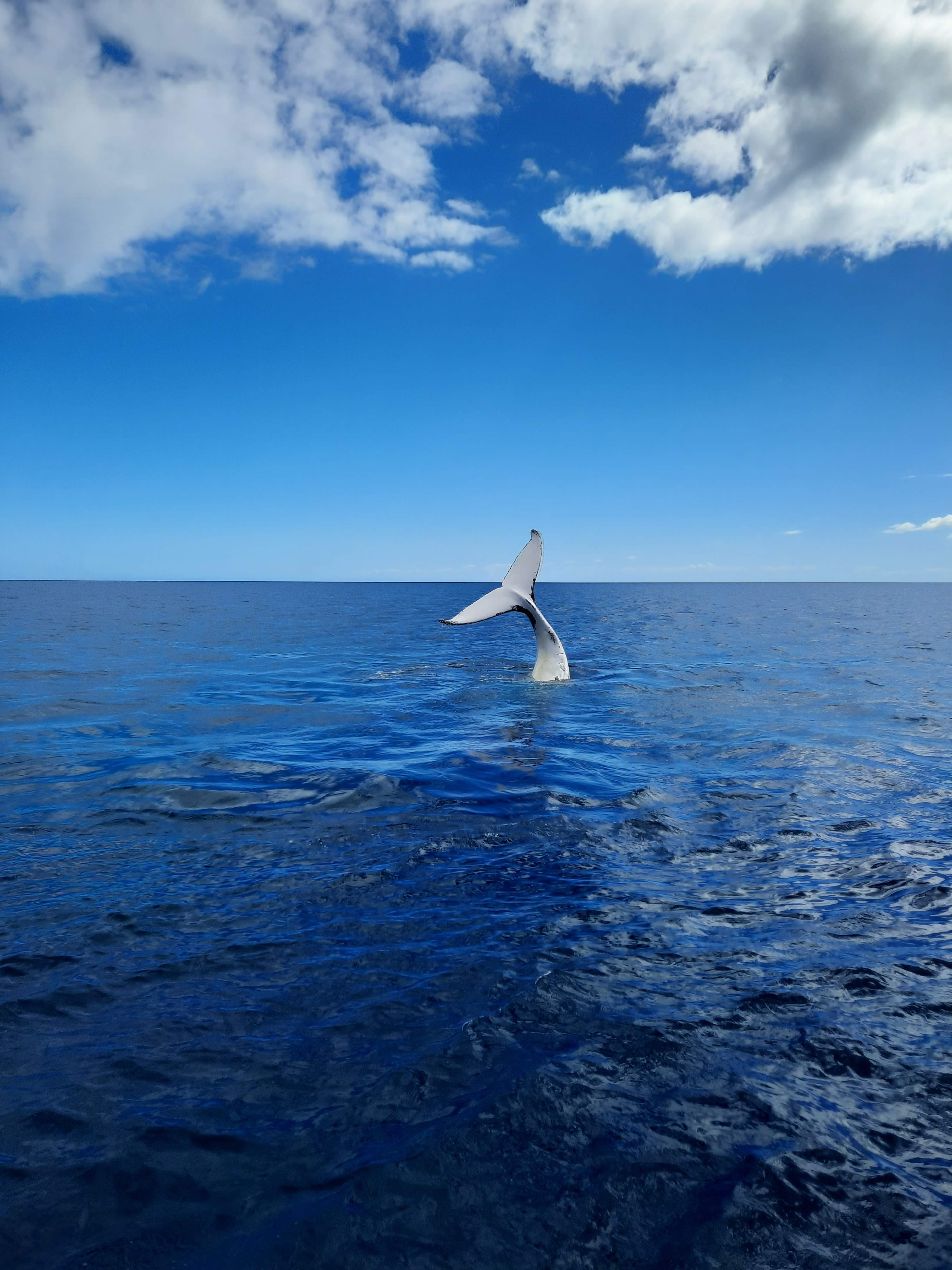 The dorsal fin (big back fin) of a whale, raised out of the water.